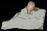 D Cystoid (Holocystites) Fossil - Indiana #17276-2